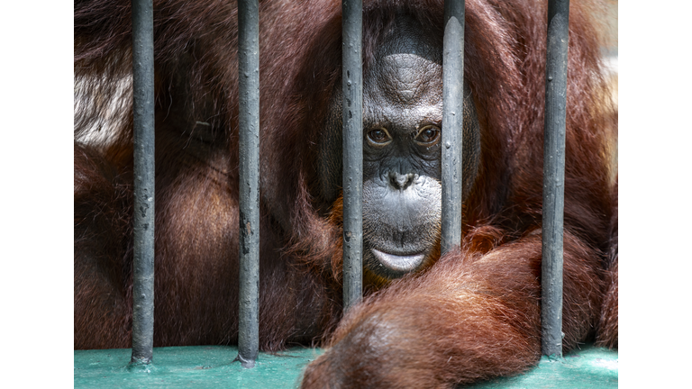 Portrait Orangutan monkey behind zoo bars or Orangutan in cage, Orangutan looking at camera.