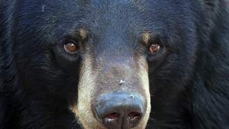 A Guy Uses Bear Spray on a Charging Black Bear, and It Works