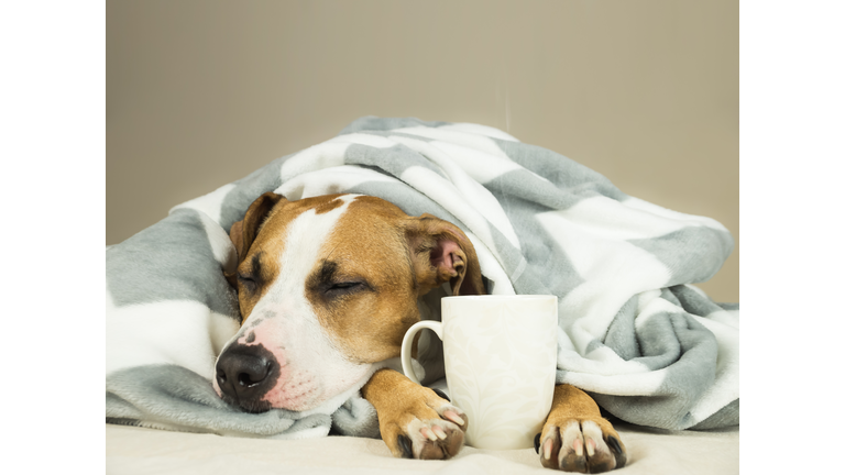 Sleeping young pitbull dog in bed covered in throw blanket with steaming cup of hot tea or coffee.