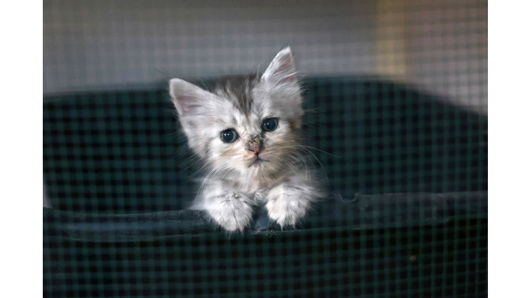 PALESTINIAN-GAZA-PETS-CATS