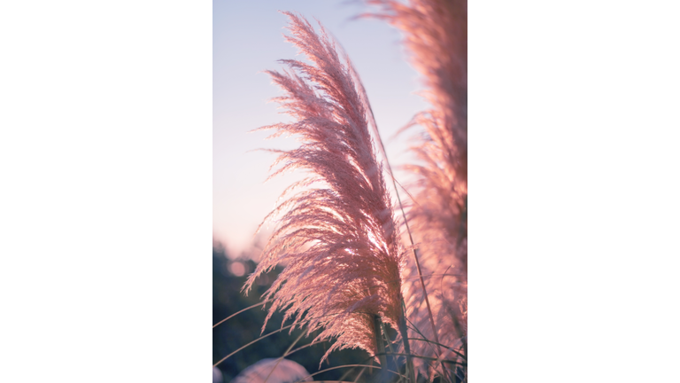 Blurred floral abstract background frosty blue, pink of Cortaderia selloana. Trendy botanical background with fluffy pampas grass.