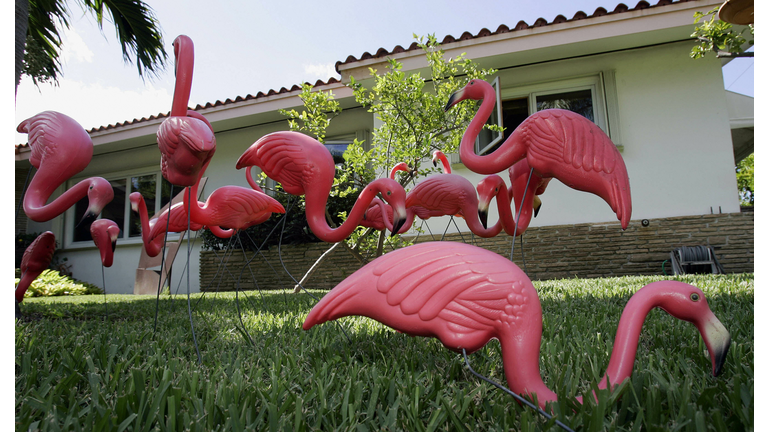 Plastic pink flamingos are seen in the y