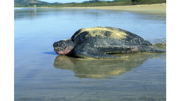 Leatherback Turtle