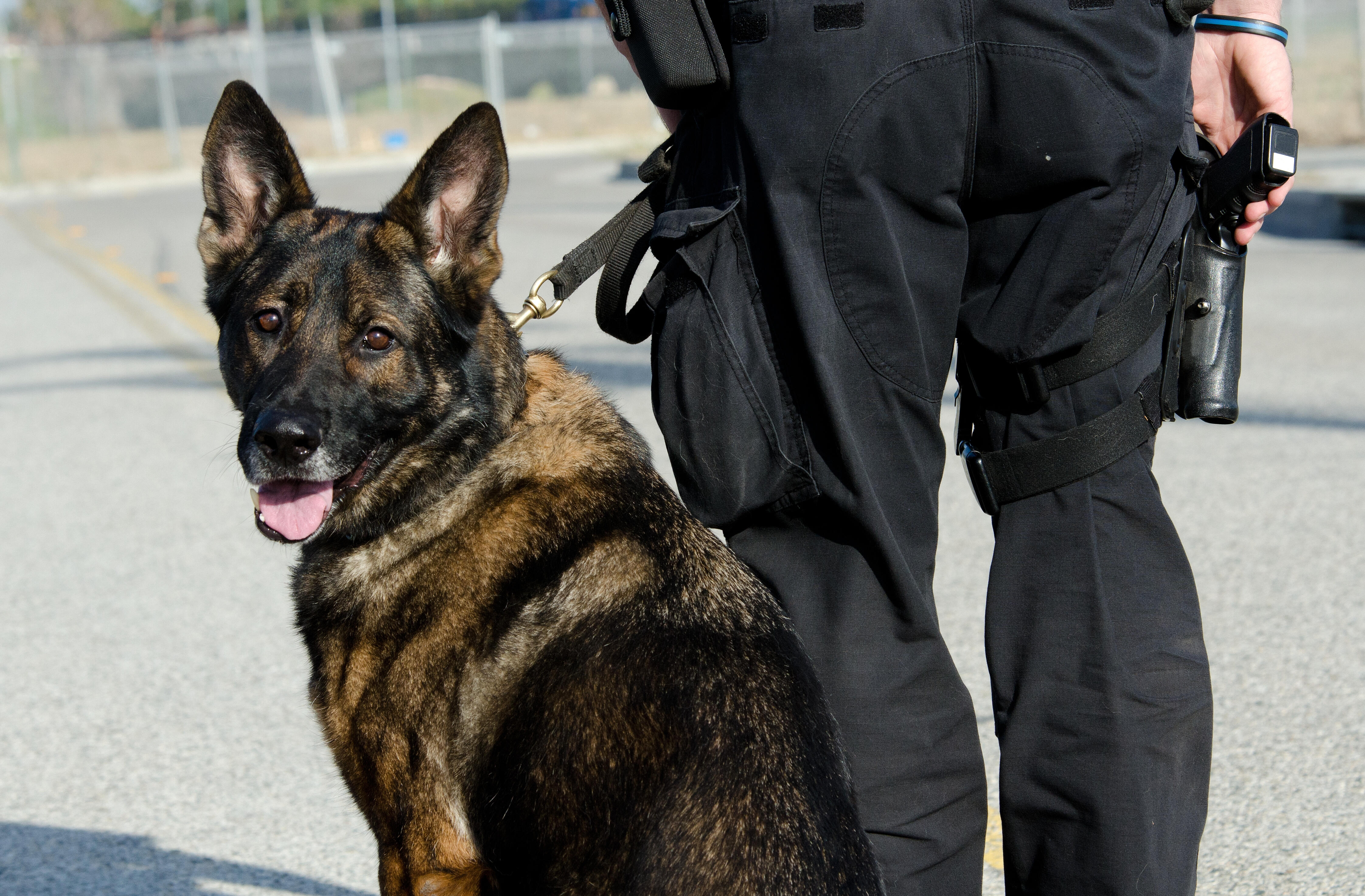 K9 Police Dogs