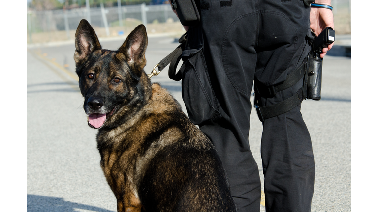 Police Dog
