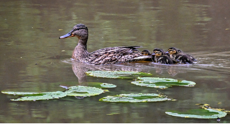 RUSSIA-ENVIRONMENT-NATURE-ANIMALS-DUCK