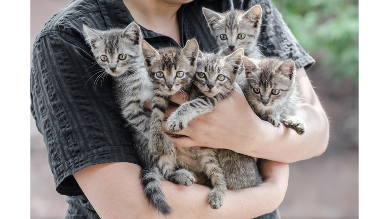 bunch of tabby kittens in female hands