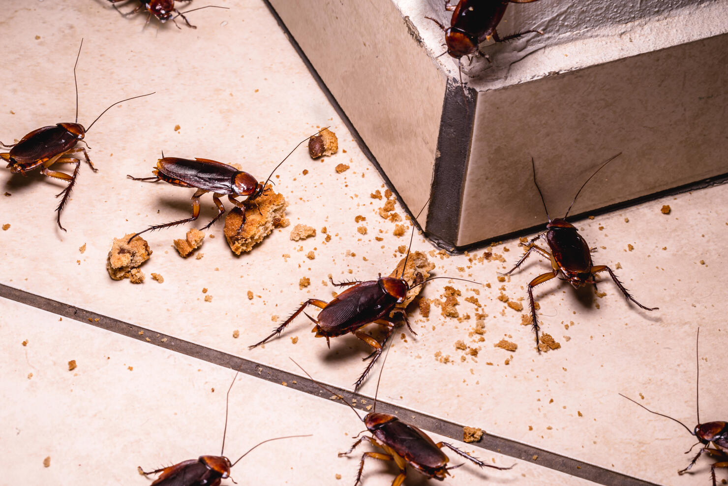 Pest Control Solutions In Phoenix