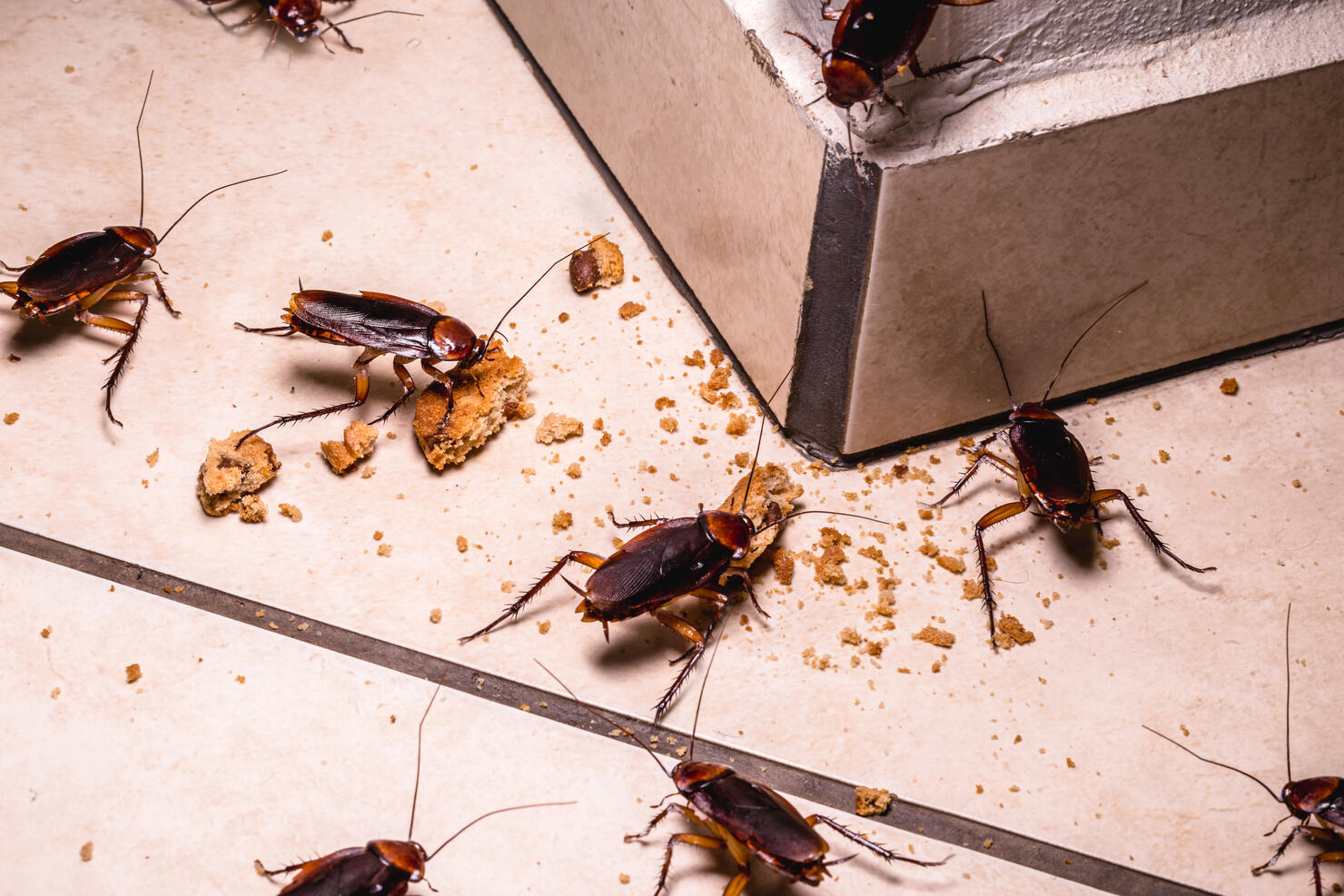 Ant Control And Prevention In Phoenix
