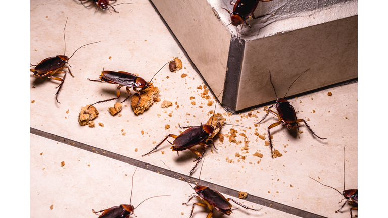 infestation of cockroaches indoors, photo at night, insects on the floor eating leftover food