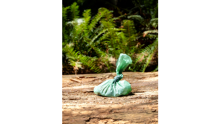 Dog poop in doggy bag left on trail.