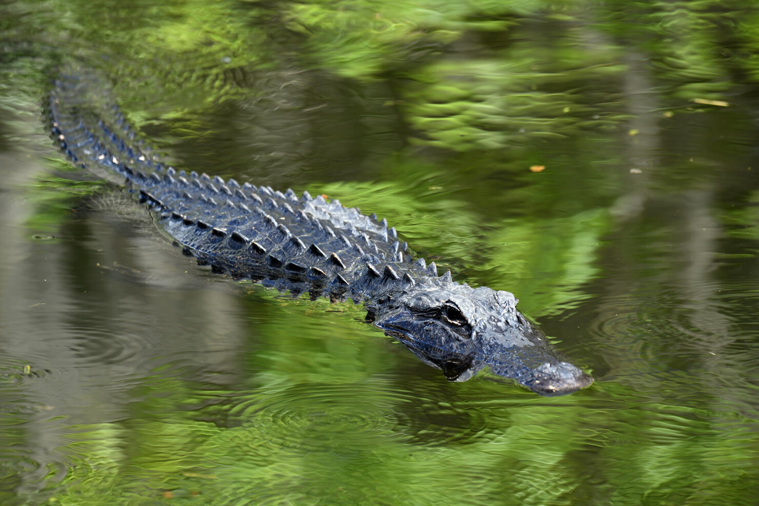 Alligator, Florida, USA