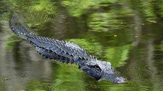Stranded Father & Son Rescued From Alligator-Infested Everglades