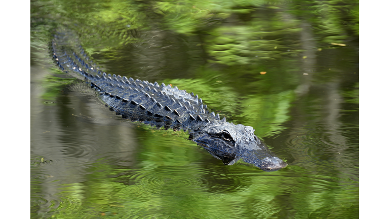 Alligator, Florida, USA