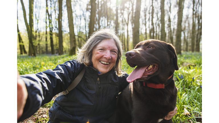 A senior lady takes a selfie her with chocolate labrador dog