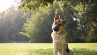 Is Anybody Missing A German Shepard Service Dog?