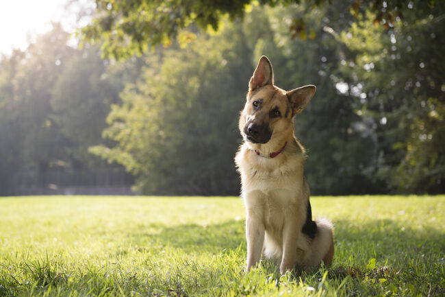 German Shepard sitting in a green park surrounded by trees