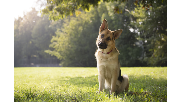 German Shepard sitting in a green park surrounded by trees