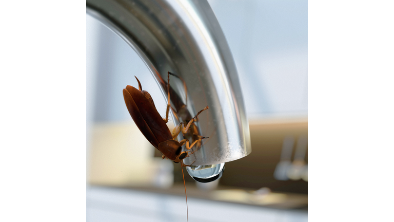 Cockroach drinking water from the kitchen tap