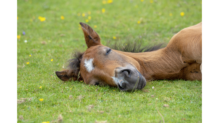 Close-up image of a New Forest Pony foal resting in the summer sunshine