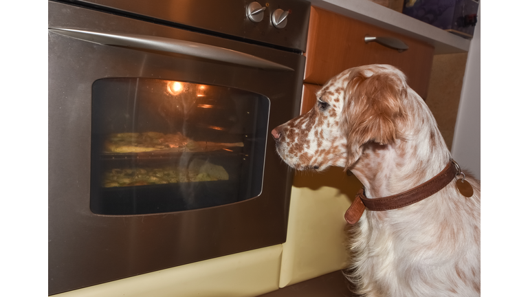 Purebred English setter impatiently looking at oven waiting for pizza to be ready