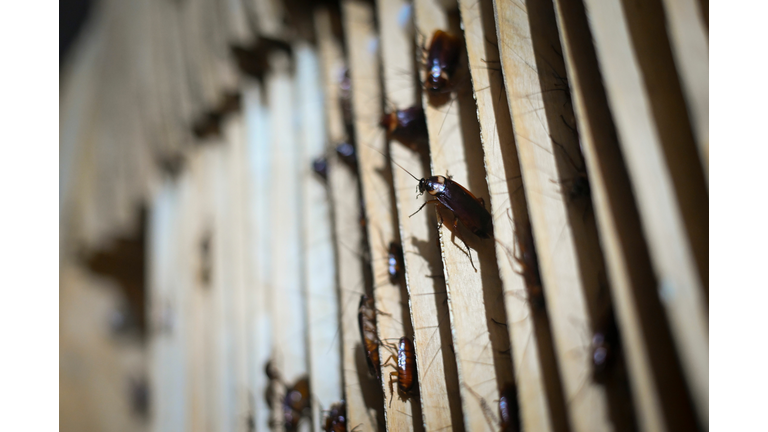 CHINA-FARMS-FOOD-COCKROACH