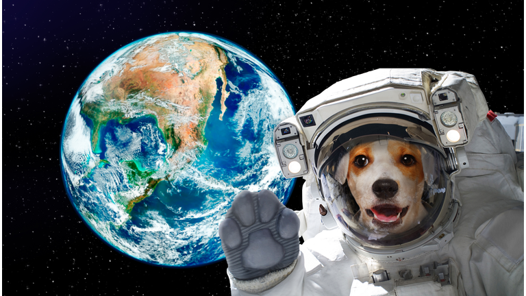 Pretty dog astronaut in space on background of the globe