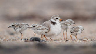 New Piping Plovers at Montrose Beach!