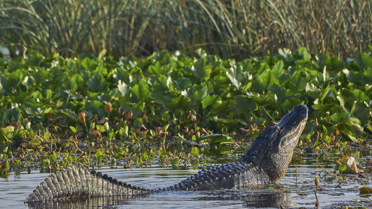 WATCH: Florida Alligator Lunges at Photographer at Park | NewsRadio ...