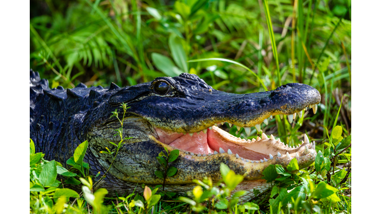 Close-up of American Alligator with Open Jaws