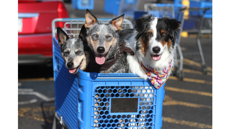Dogs in Shopping Cart