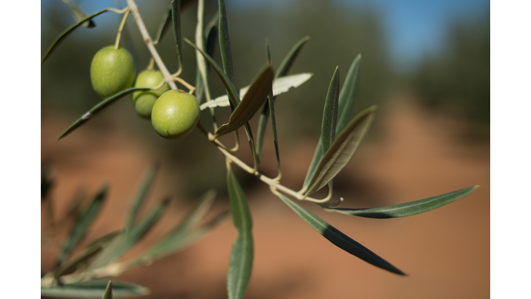 SPAIN-AGRICULTURE-OLIVE-ECONOMY-FOOD