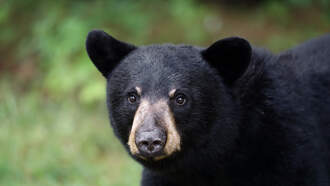Video: Bear Brawl In A Front Yard Was Caught On Ring Camera