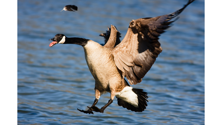 Canadian goose about to land on water