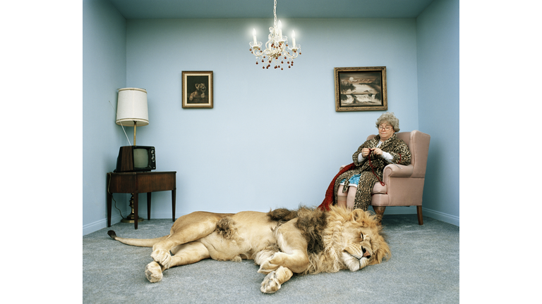 Lion lying on rug, mature woman knitting