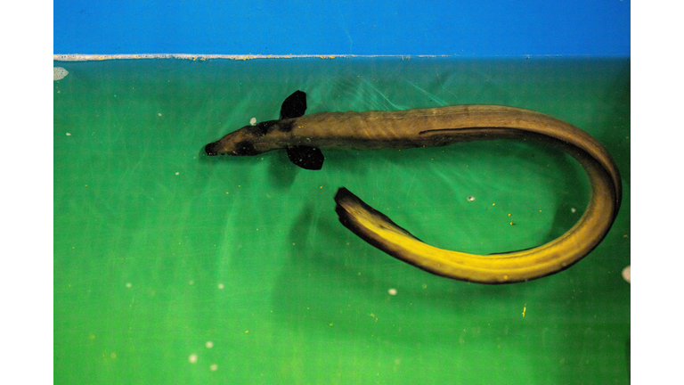 JAPAN-FOOD-ENVIRONMENT-EEL