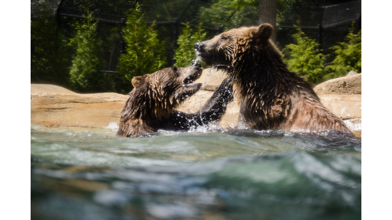 Grizzly Bears Playing in the Water