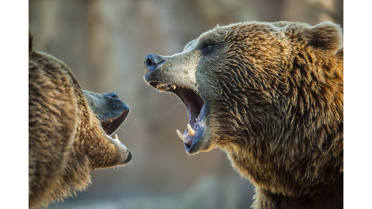 Brown bears fighting 