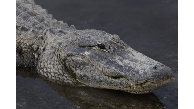 Florida To Give Out 24-Hour Permits During Alligator Hunting Season