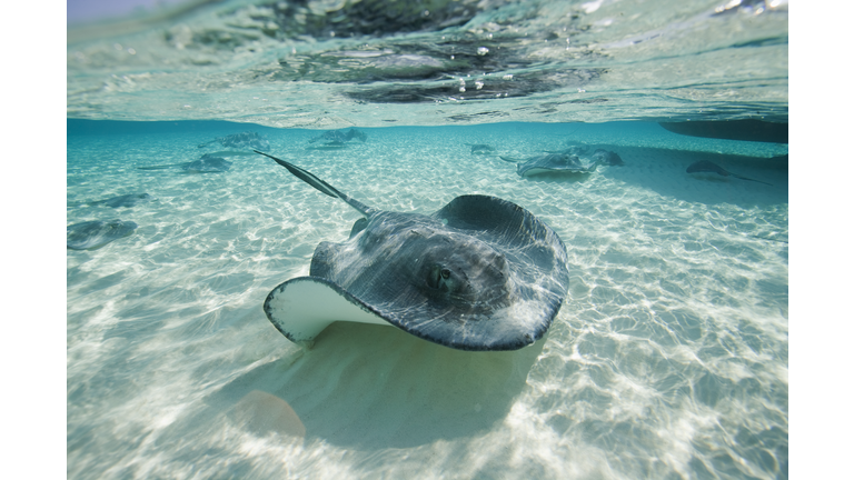 Southern Stingrays Swimming at Stingray City