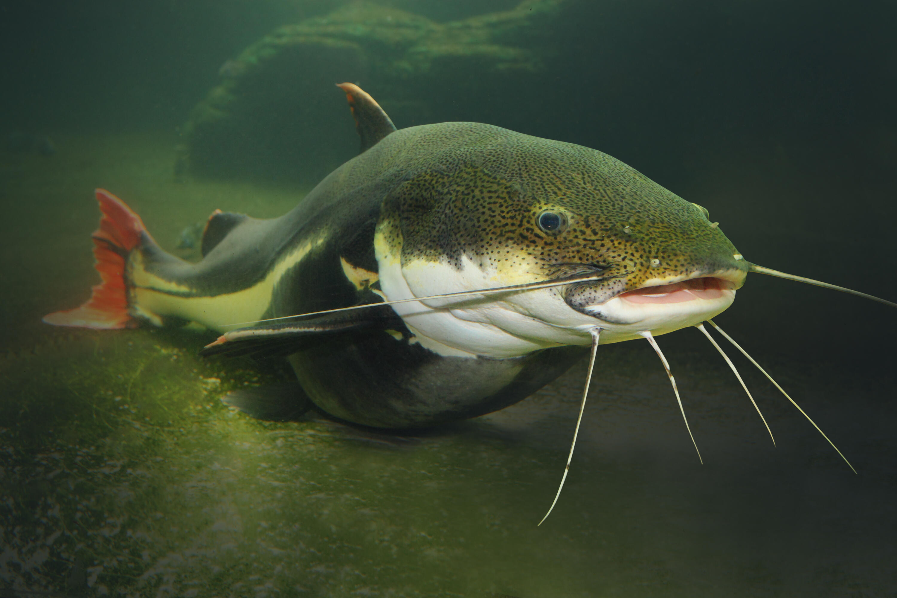 Vicious Catfish Attack Sends Florida Boy To Hospital IHeart   62b1db0a4c4f3021e463741c