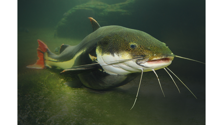 The Red Tail Catfish - Phractocephalus hemiliopterus.