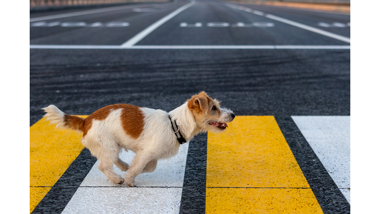 Jack Russell Terrier puppy runs alone on a pedestrian crossing across the road