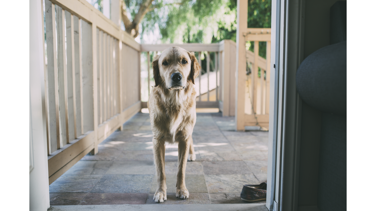 Portrait of dog standing at doorway
