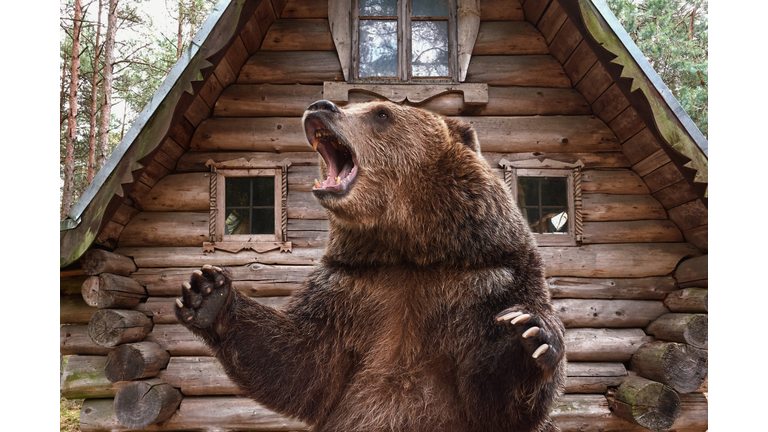 Brown grizzly bear widely open mouth near a wooden house. collage