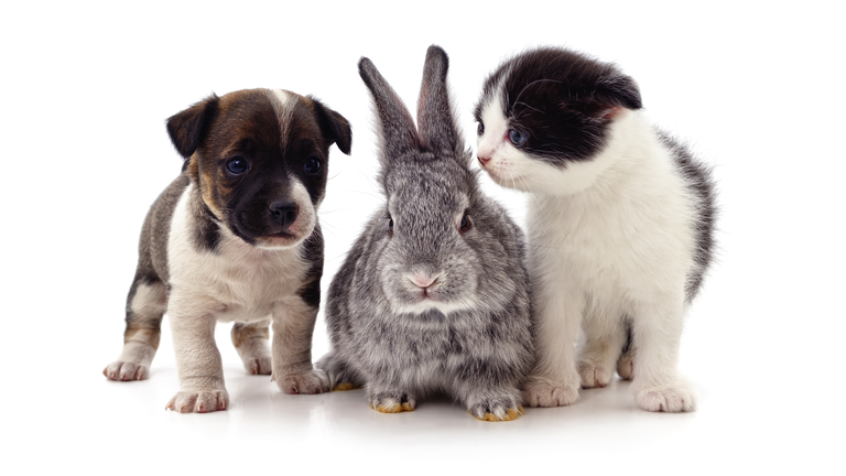 Rabbit, puppy and kitten.