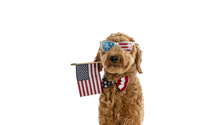 Goldendoodle Puppy American Flag Studio Portrait