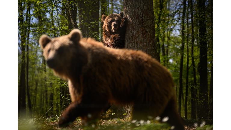 Wildlife Sanctuary Near Lviv Cares For Bears Evacuated From Kyiv Amid War