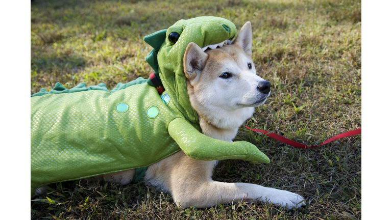 Dog in Green Halloween Costume, Eaten by Dinosaur Lizard