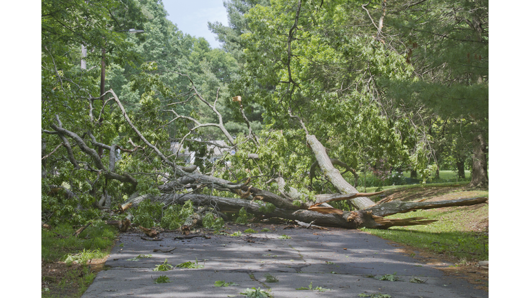 Tree Crumpled Across Road